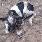 بقره هولاندي فاخر اول ولده تحتها أنثى