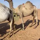 خفوت صفرا كفو