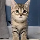 3 قطط للتبني  العمر شهرين