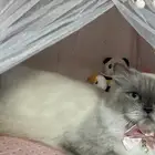 انثى للتزاوج