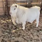 تيس السن سدس القريع شرط