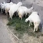 17 رخل بالفحل