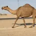 شعلا لقحه