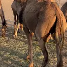 ناقه لقوح تلد