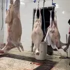 طليان حريات جبره للثلاجة والمناسبات