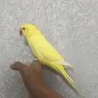 دره اصفر متكلم