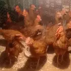 ديوك دجاج فرنسي كولومبي أحمر بيور أعمار 4 شهور وشوي