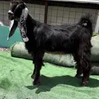 جفرة مقنوي فاخرة