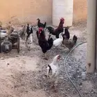 للبيع دجاج عربي وباكستاني وفروخ دجاج الموقع مشله