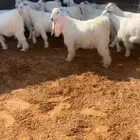 جفرات بيض صنف خصمم تم البيع