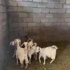 تيوس