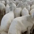 طليان