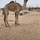 للبيع بكر شكل وسلاله