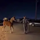 مهر واهو كفو المهر مستقبل فحل مربط