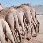 حاشي للبيع العدد 15