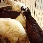 سواكن