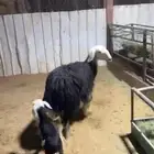 شاه ثنيه طيييه