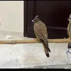 شبوط حميميج بكه