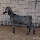 عنز شامية جرم فاخر