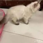 قطط للتبني مقابل مبلغ رمزي
