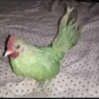 ببغاء للبيع