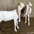 جفر وجفرة حجازية ( هولندية )