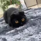 قطه سكوتش للتزاوج انثى مافيها امراض نبي ذكر مافيه امراض