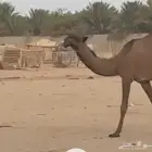 بكره
