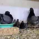 جوز كنق مودينا امريكي مع انتاجه