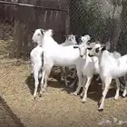 تيوس بلدي