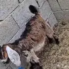 جفره للبيع لها حول شهرين