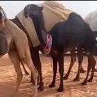 أبكار ابل طيبة نوادر النوادر قروب