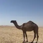 قعود اصفر فحل على ولد لطام بن دغيثر
