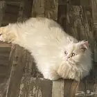 قطه معقمه للبيع بسعر رخيص