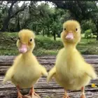 بط بكيني للبيع ب ارخص الاسعار