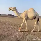 قعود باتلي