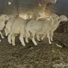رخال