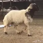 فحل نعيمي صنف مشروط