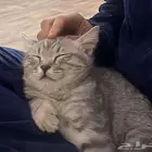 قط للتبني