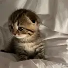 قطه للبيع