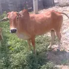 بقره للبيع العمر سديس