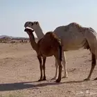 ضروبة شقحا