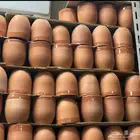 فخار كاسات الحبه بريال اي كميه