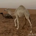 قعود وبكره للبيع