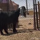 عنز ثنيه