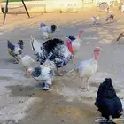 دجاج براهما كولومبي و دجاج رومي