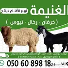 الغنيمة لبيع الأغنام - الخرج