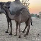 مفرودة صفراء و مفرود اشعل