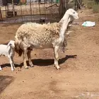 لللبيع شياه حريات خلفات صنف