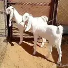 جفار جذعات